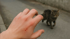 moreton01.jpg (207231 bytes)